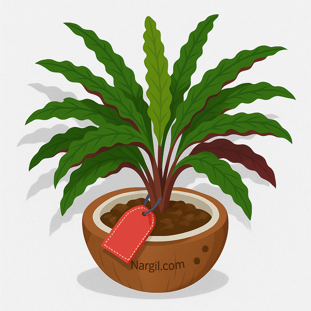  Nargil -  Furry Feather Calathea